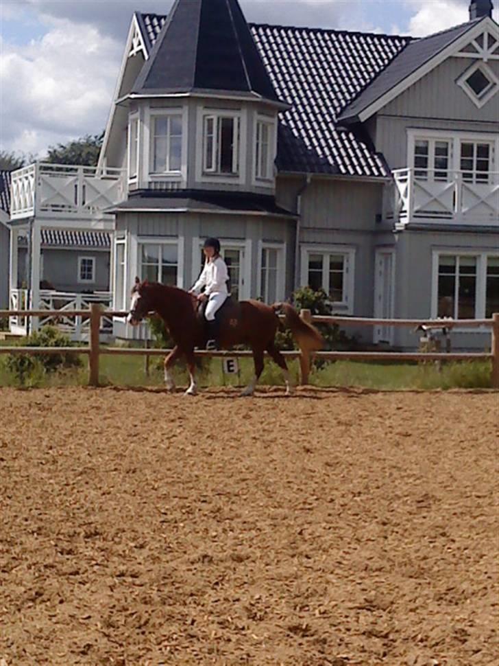 Welsh Pony (sec B) Chilli *Gammel part* billede 3