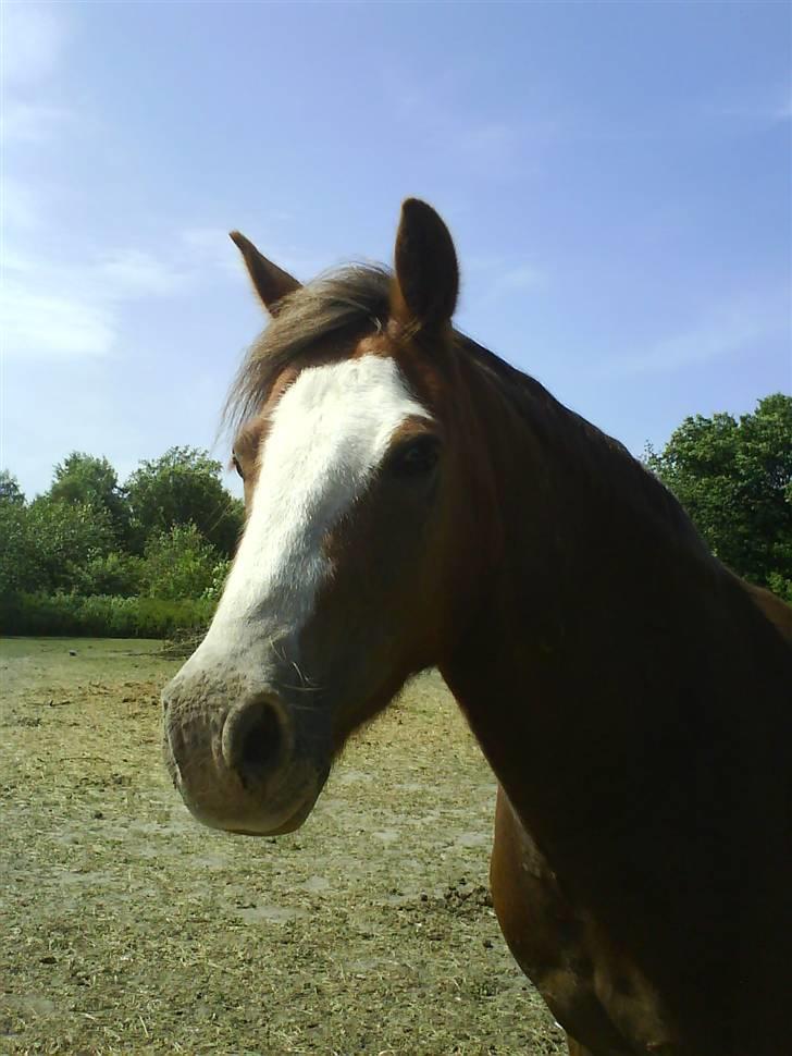 Welsh Pony (sec B) Chilli *Gammel part* billede 4