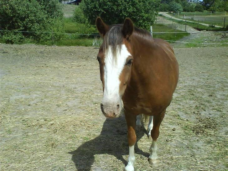 Welsh Pony (sec B) Chilli *Gammel part* - hva´ så?!.. billede 5