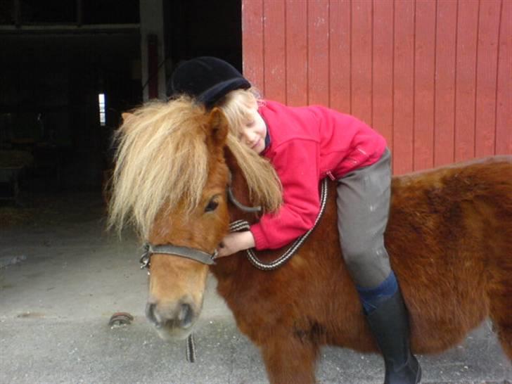 Shetlænder Maskot<3 - Mig og Maskot hygger lidt (: billede 1