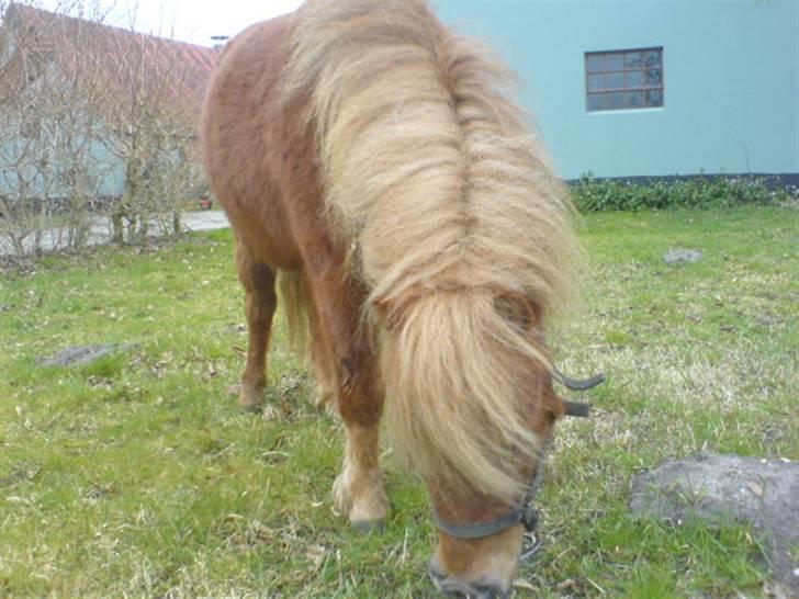 Shetlænder Maskot<3 - Maskot græsser lidt (o: billede 2