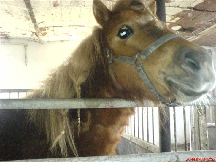 Shetlænder Maskot<3 - Maskot i boksen (: billede 3