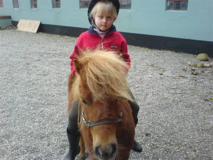 Shetlænder Maskot<3 - Maskot og jeg ;) billede 4