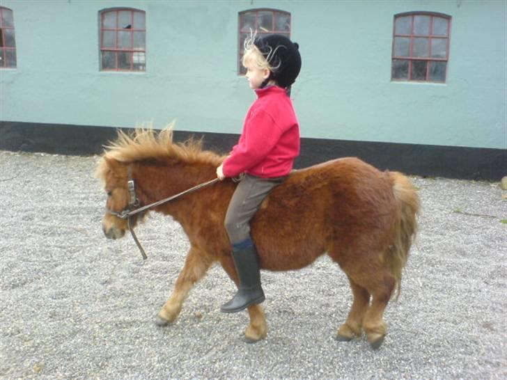 Shetlænder Maskot<3 - Her har vi lige været ude og ride så derfor har vi kun grime på og et træktov {: billede 5