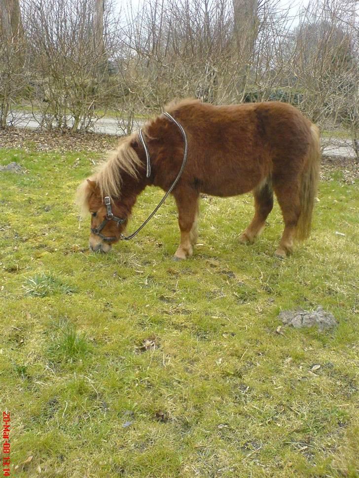 Shetlænder Maskot<3 - Ude og "Hygge græsse" haha :] billede 6