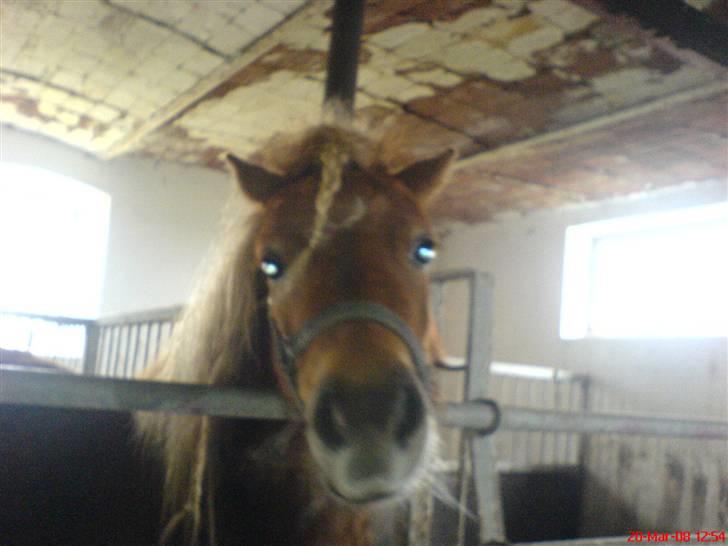 Shetlænder Maskot<3 - nååår, er han ikke sød? billede 8