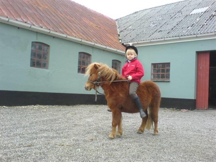 Shetlænder Maskot<3 - Her har vi lige været ude og ride så derfor har vi kun grime på og et træktov {: billede 9