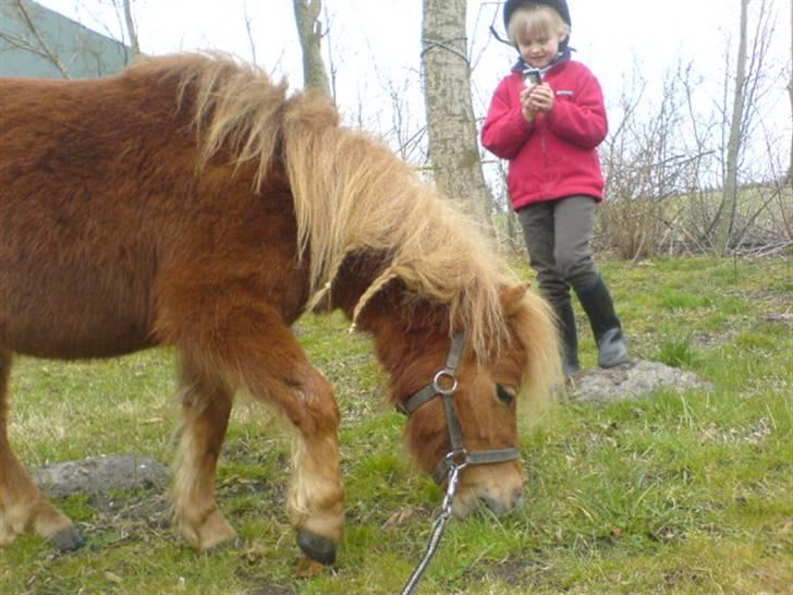 Shetlænder Maskot<3 - Maskot og jeg (; og de første fletninger jeg nogensinde har lavet!  billede 10