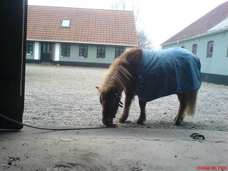 Shetlænder Maskot<3 - Maskot med et lille lyseblåt dækken (-: billede 11