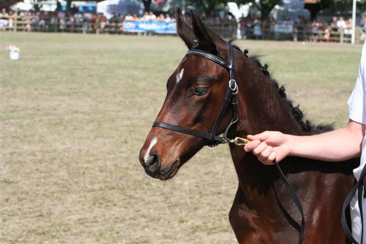 Oldenborg Consensus unno - Med mor på dyrskue i Roskilde 2008 billede 16