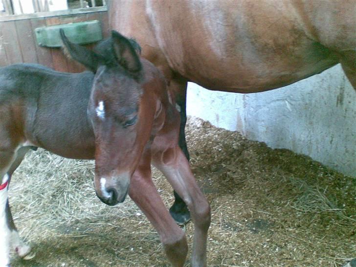 Oldenborg Consensus unno - 14/4-08 Nu er jeg næsten en måned gammel!!! billede 18