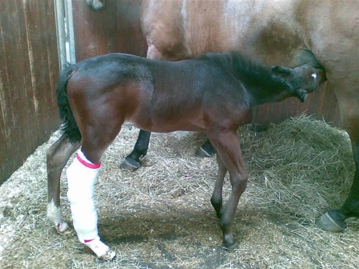 Oldenborg Consensus unno - 14/4-08 I dag har jeg fået forbinding på i stedet for gipsen. Dejligt.. billede 19