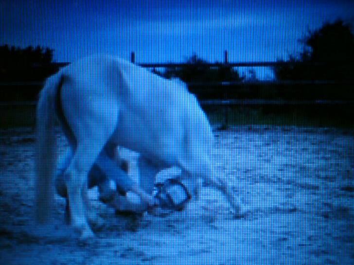 Welsh Mountain (sec A) Fakla Gringo .··..··. Himmelhest - Cirkus pony:p billede 3