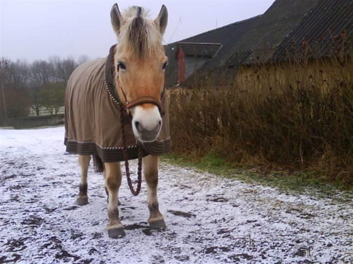 Fjordhest   A Donna<3   SOLGT :'(  - ¤4¤ 4/2-09. Donna i sneen med sit nye fleece dækken :D billede 4