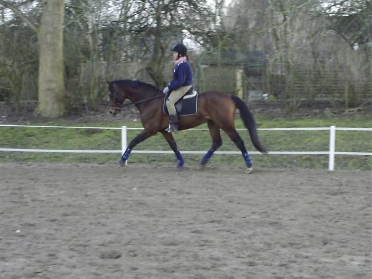 Dansk Varmblod Estepona Kærlund *R.I.P* billede 2