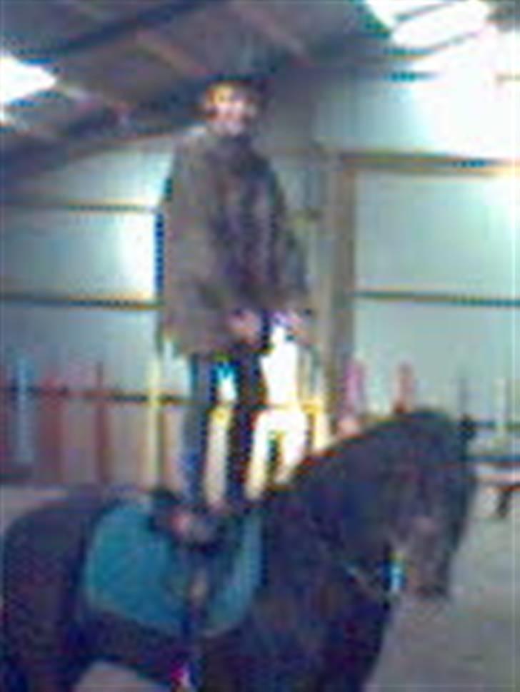 Dartmoor Prins - undskyld dårlig foto men det er svært at tage gode billeder i ridehaller men ser hvor gode DE er !!! billede 4