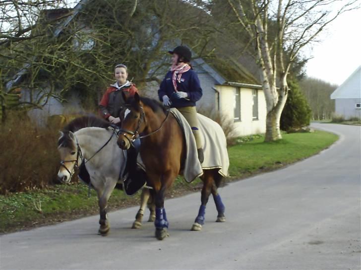 Dansk Varmblod Estepona Kærlund *R.I.P* billede 4