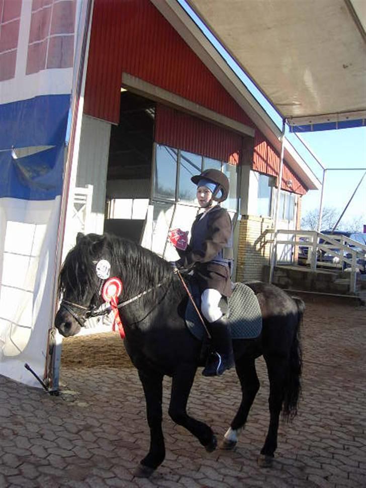 Dartmoor Prins - Min første staldpladde billede 5