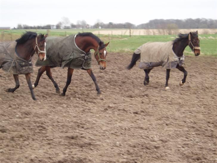 Dansk Varmblod Estepona Kærlund *R.I.P* billede 5