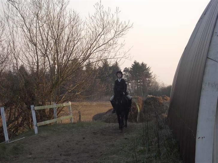 Dartmoor Prins - På vej ind til spring mon vi vinder igen !!! billede 6