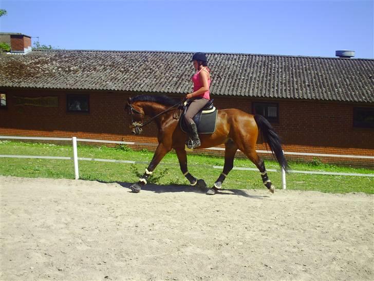 Dansk Varmblod Estepona Kærlund *R.I.P* billede 8