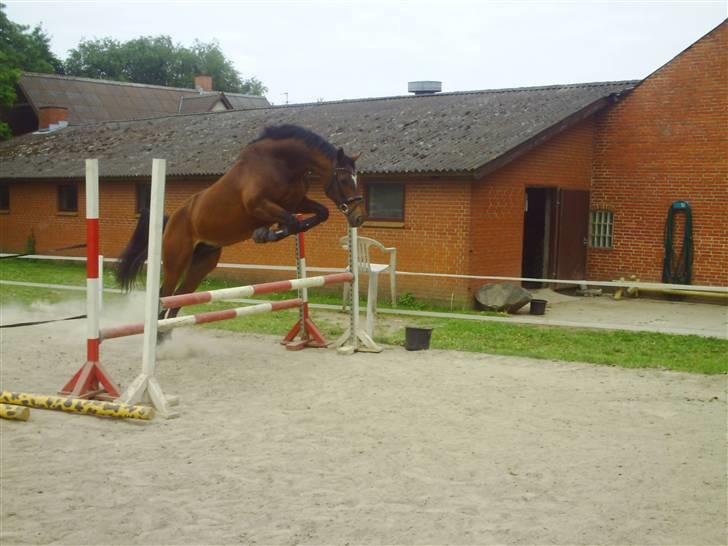 Dansk Varmblod Estepona Kærlund *R.I.P* billede 11