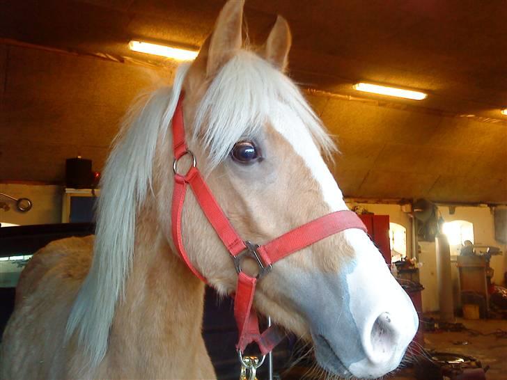 Palomino **Golden Miss Gucci*solgt - Gucci snart et år gammel.. :o) billede 1