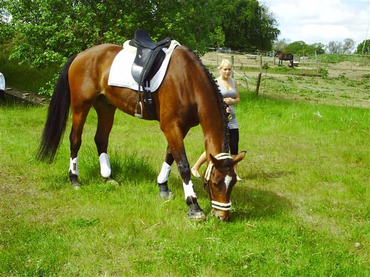 Dansk Varmblod Estepona Kærlund *R.I.P* billede 13