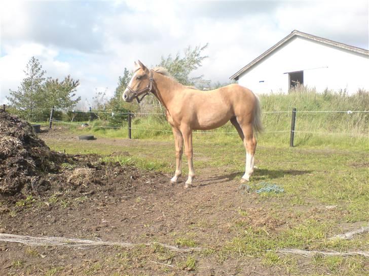 Palomino **Golden Miss Gucci*solgt billede 2