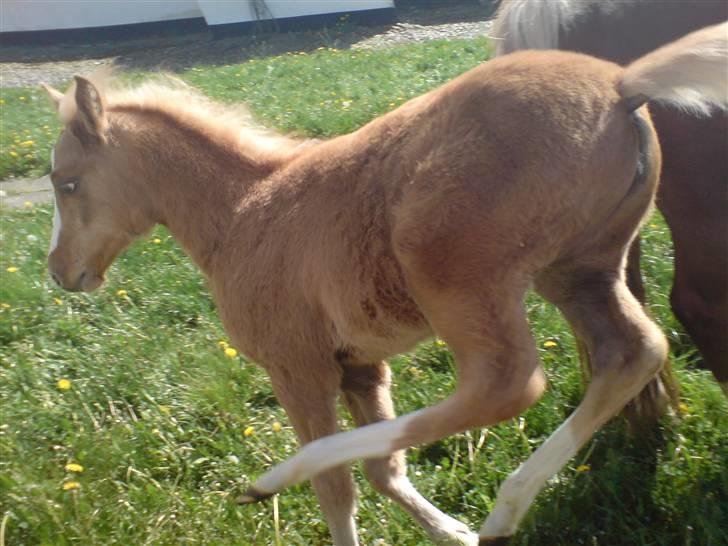 Palomino **Golden Miss Gucci*solgt - Jeg er vild..!! 3 måneder billede 3