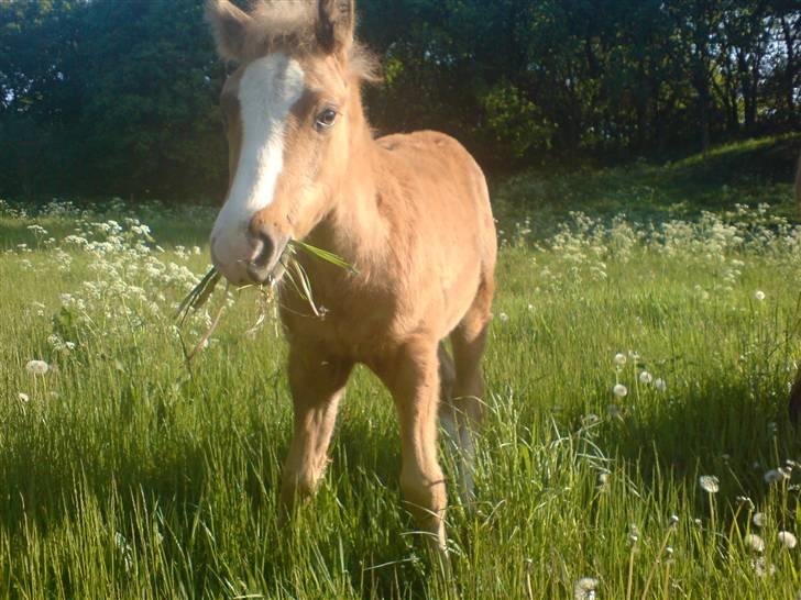 Palomino **Golden Miss Gucci*solgt - Du er sød....... billede 4
