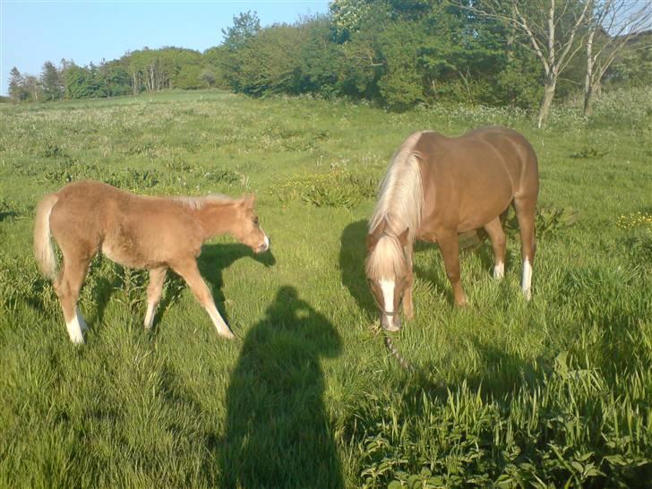Palomino **Golden Miss Gucci*solgt - Mor og jeg.. :-) billede 5
