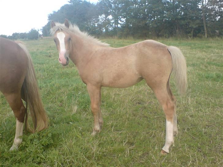 Palomino **Golden Miss Gucci*solgt - Mmm.. Græs.. :o) billede 6