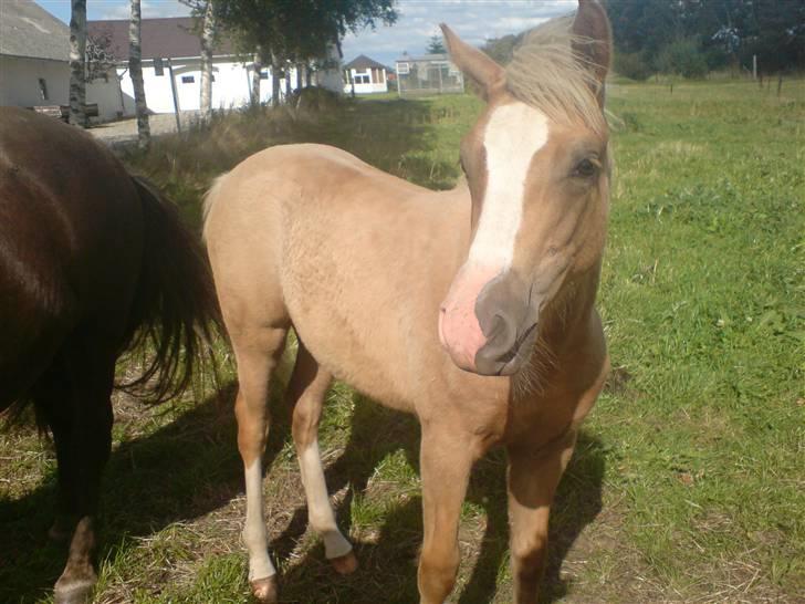 Palomino **Golden Miss Gucci*solgt - Du er da interessant.. :-) billede 7