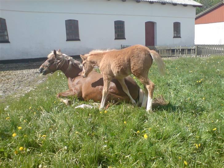Palomino **Golden Miss Gucci*solgt - Hvad ligger du der for mor?? :o) billede 8