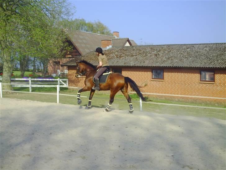 Dansk Varmblod Estepona Kærlund *R.I.P* billede 15