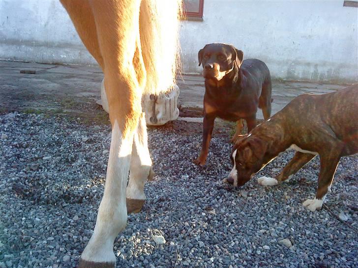 Palomino **Golden Miss Gucci*solgt billede 9