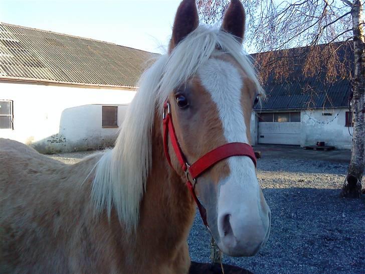 Palomino **Golden Miss Gucci*solgt - Dejlige Gucci billede 10