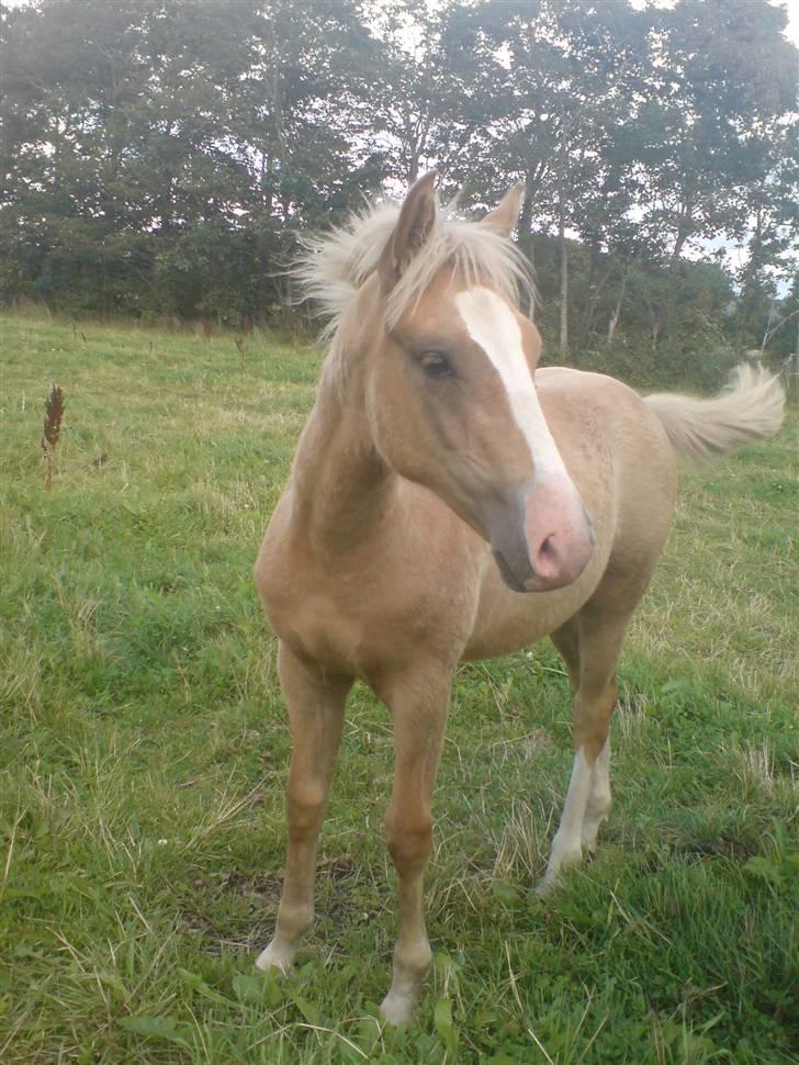 Palomino **Golden Miss Gucci*solgt billede 11