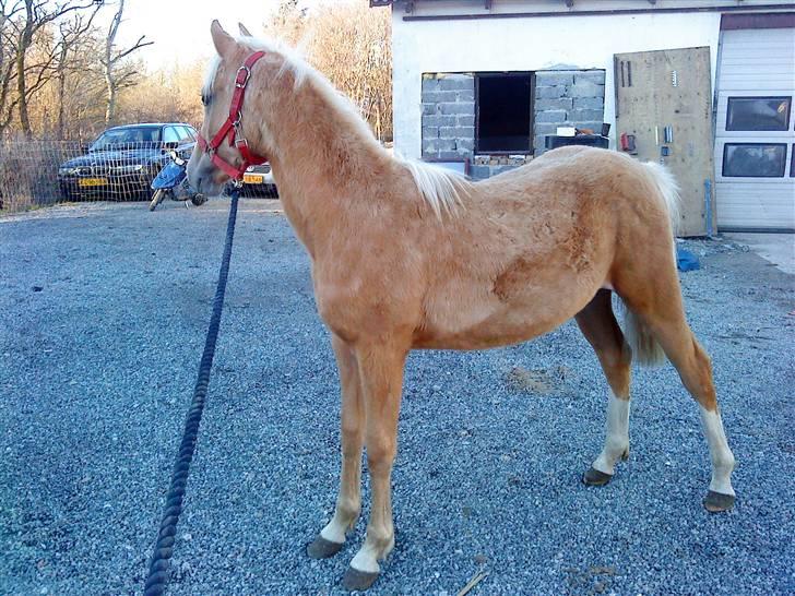 Palomino **Golden Miss Gucci*solgt billede 12