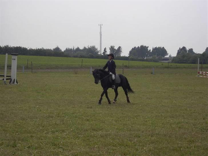 Dartmoor Prins billede 8