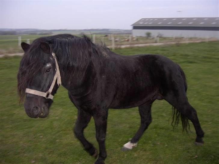 Dartmoor Prins - Det er nu godt med noget græs men jeg skal lige se hvad pigerne laver billede 10