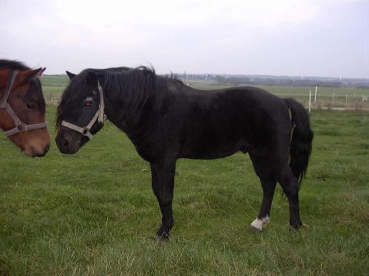 Dartmoor Prins - Skal vi være kærester ??? billede 11