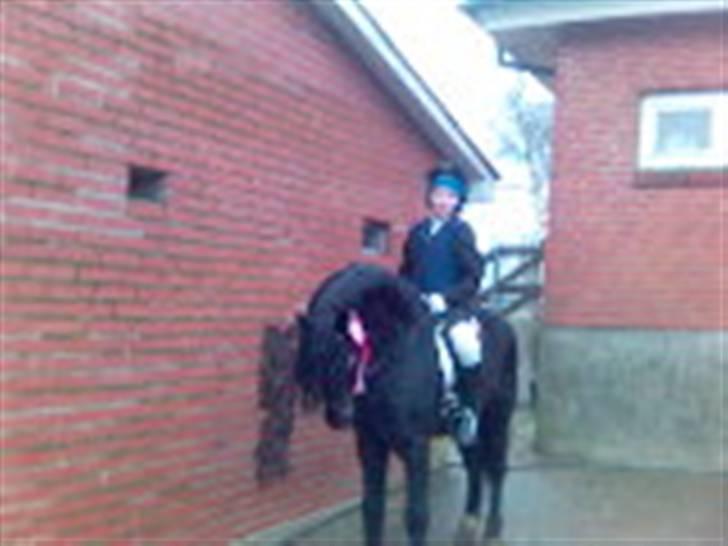 Dartmoor Prins - 1. plads på Thyholm  billede 12