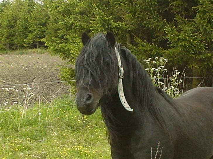 Dartmoor Prins - Sommerferie på den grønne eng billede 13