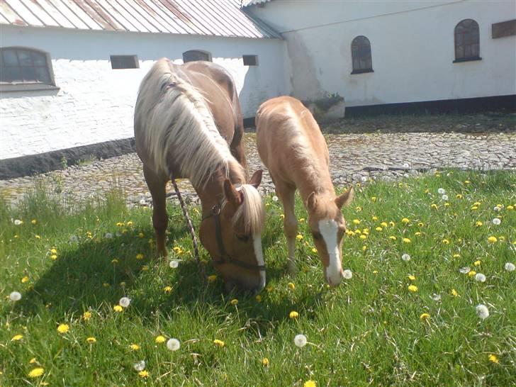Palomino **Golden Miss Gucci*solgt - Mor og jeg... billede 13