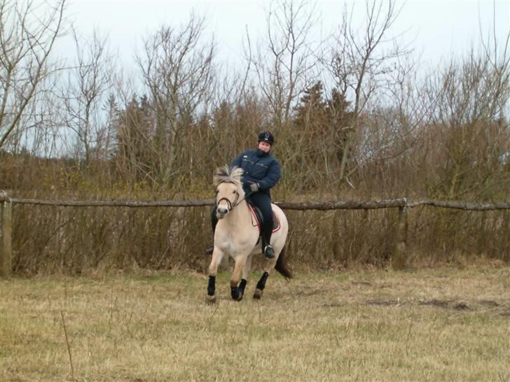 Fjordhest Risdalls Emil**Solgt** - så kom vi i galop billede 12