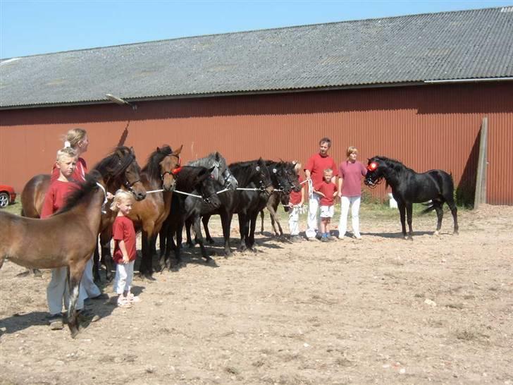 Dartmoor Prins - Her er jeg med nogle af mine børn (Den stolte far)  billede 14
