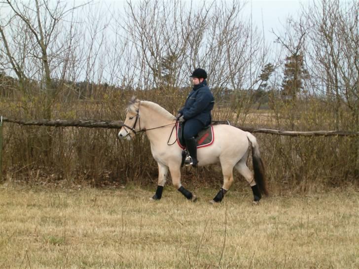 Fjordhest Risdalls Emil**Solgt** - dejligt vejr til at ride i billede 13