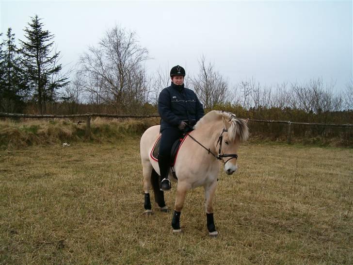 Fjordhest Risdalls Emil**Solgt** - er vi ikke fine billede 14